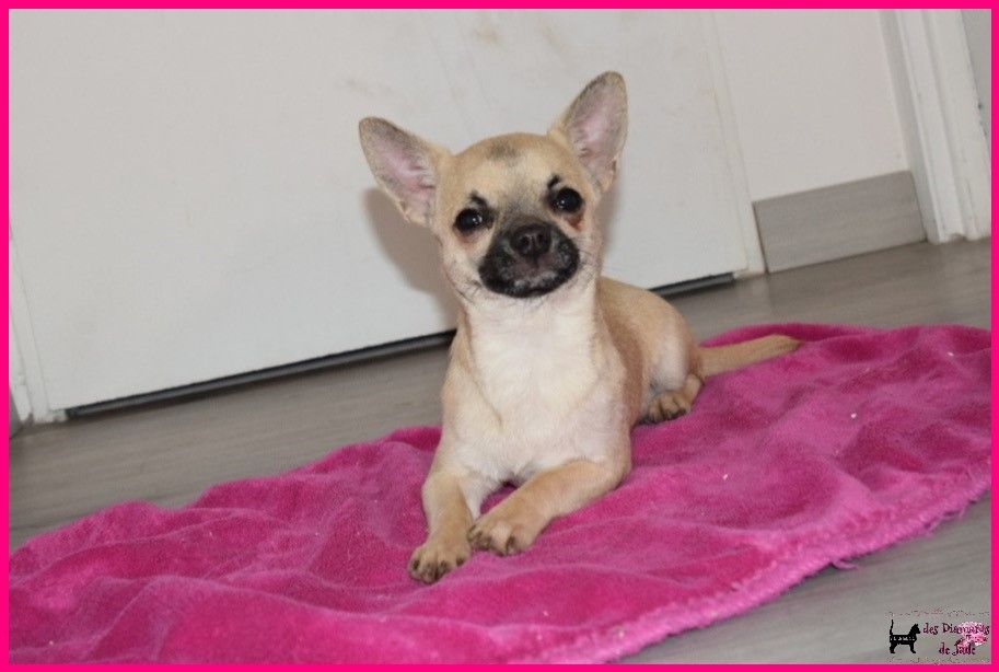 Des Diamants De Jade - Chiot disponible  - Chihuahua