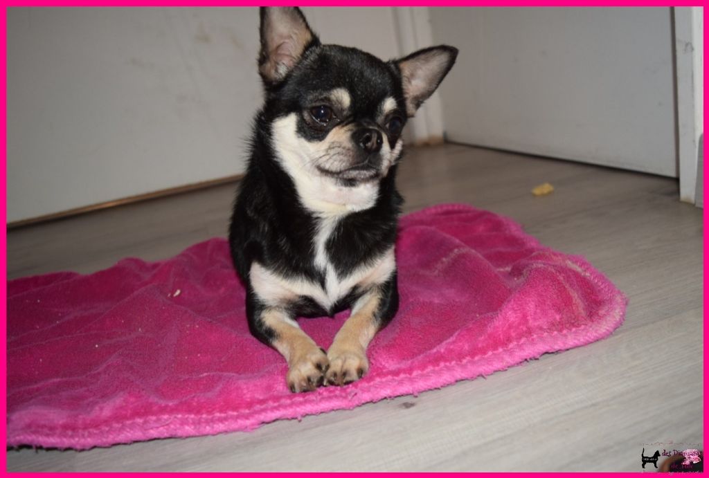 Des Diamants De Jade - Chiot disponible  - Chihuahua