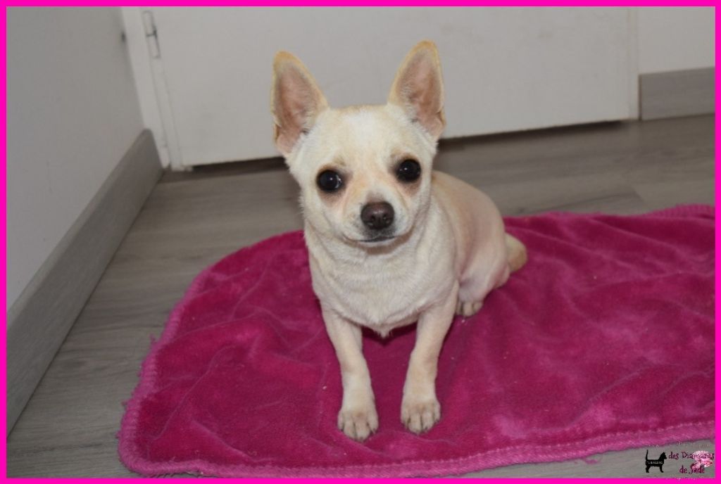 Des Diamants De Jade - Chiot disponible  - Chihuahua