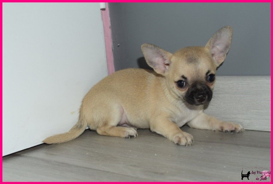 Des Diamants De Jade - Chiot disponible  - Chihuahua