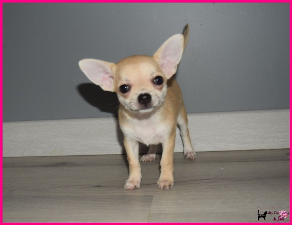 Des Diamants De Jade - Chiot disponible  - Chihuahua