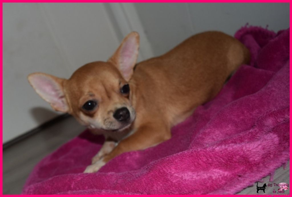 Des Diamants De Jade - Chiot disponible  - Chihuahua