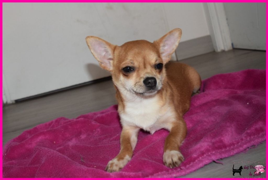 Des Diamants De Jade - Chiot disponible  - Chihuahua