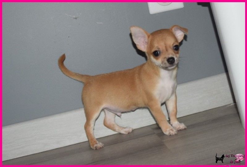 Des Diamants De Jade - Chiot disponible  - Chihuahua