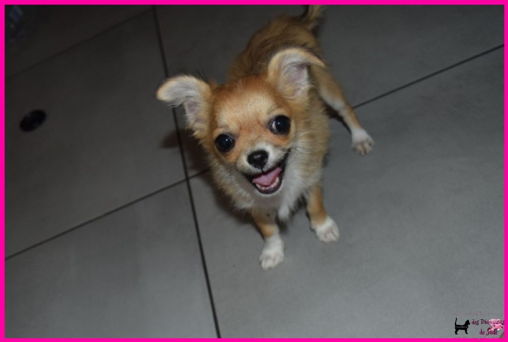 Des Diamants De Jade - Chiot disponible  - Chihuahua