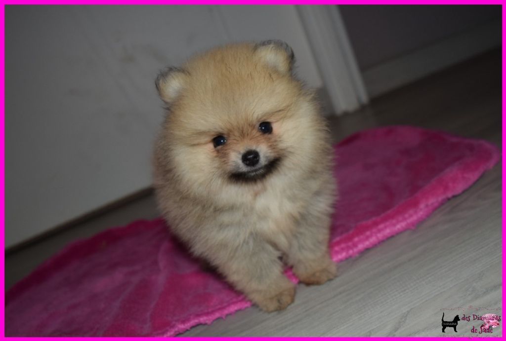 Des Diamants De Jade - Chiot disponible  - Spitz allemand