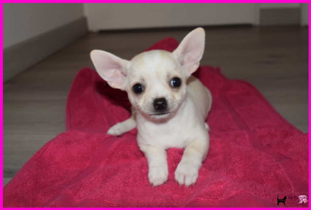 Des Diamants De Jade - Chiot disponible  - Chihuahua