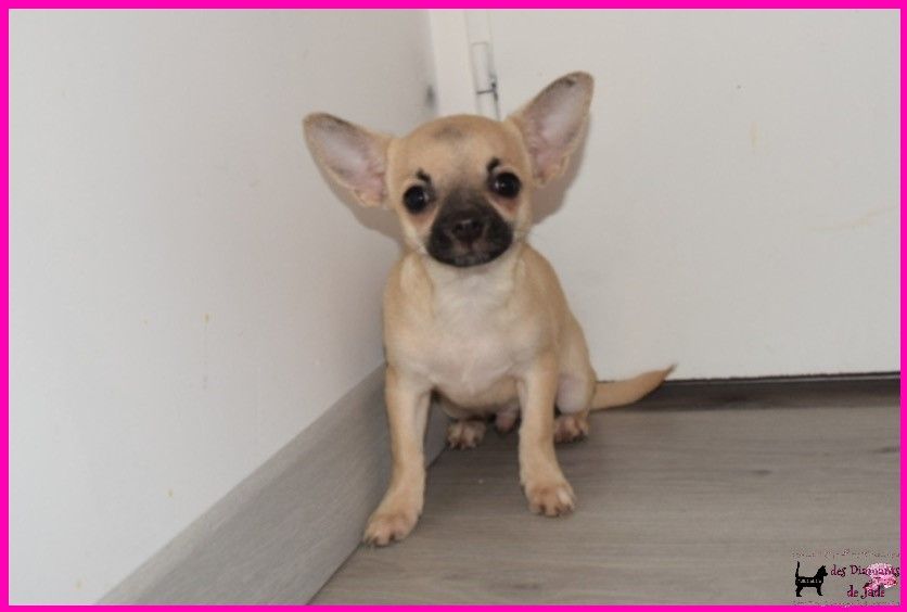 Des Diamants De Jade - Chiot disponible  - Chihuahua