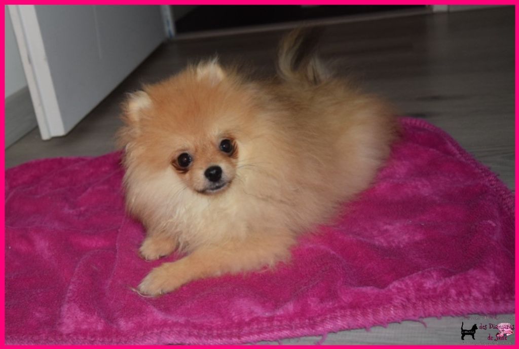 Des Diamants De Jade - Chiot disponible  - Spitz allemand