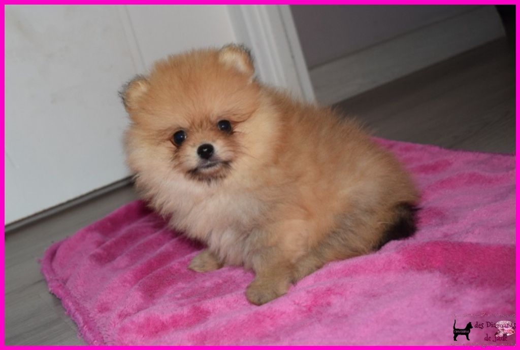 Des Diamants De Jade - Chiot disponible  - Spitz allemand