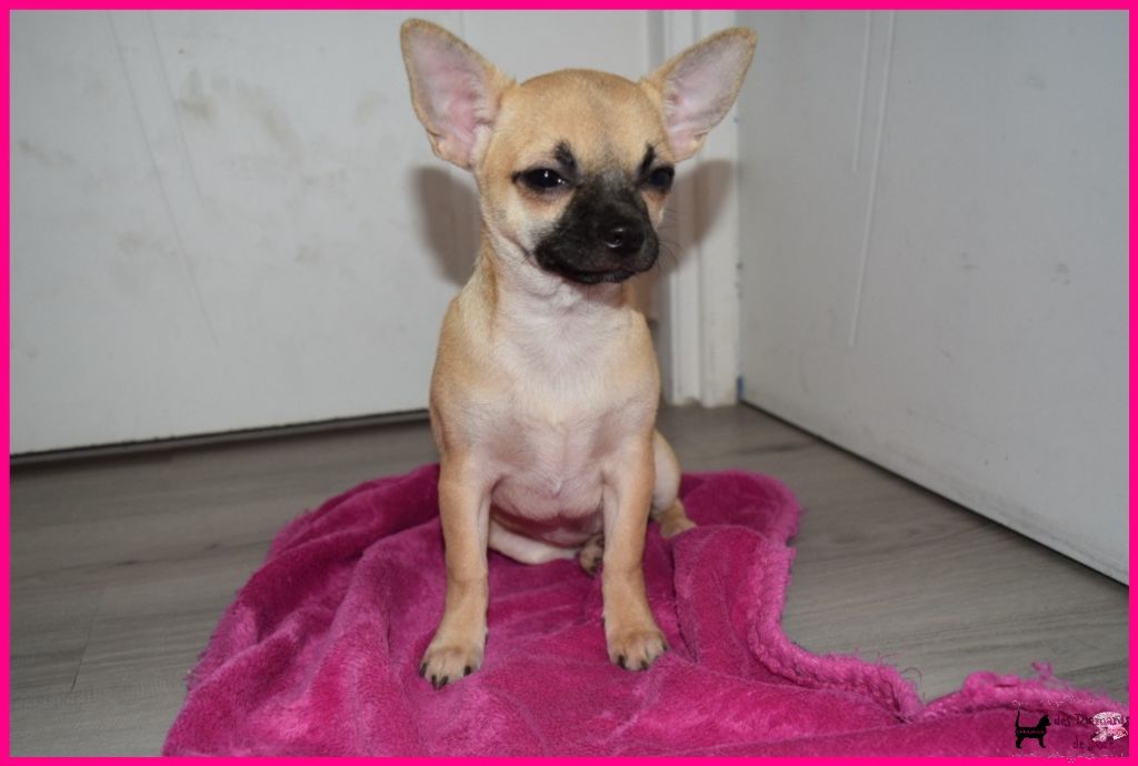 Des Diamants De Jade - Chiot disponible  - Chihuahua