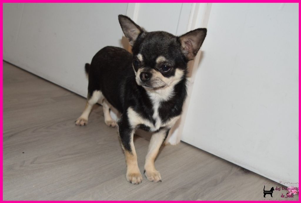 Des Diamants De Jade - Chiot disponible  - Chihuahua