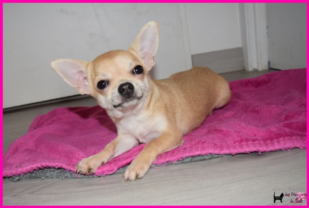 Des Diamants De Jade - Chiot disponible  - Chihuahua