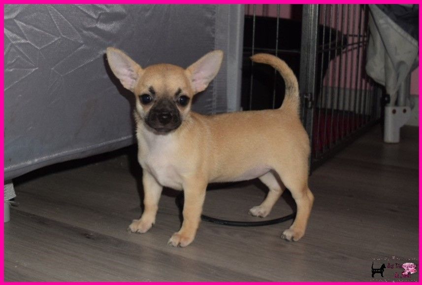 Des Diamants De Jade - Chiot disponible  - Chihuahua