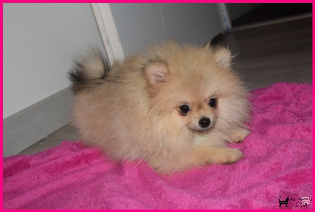 Des Diamants De Jade - Chiot disponible  - Spitz allemand