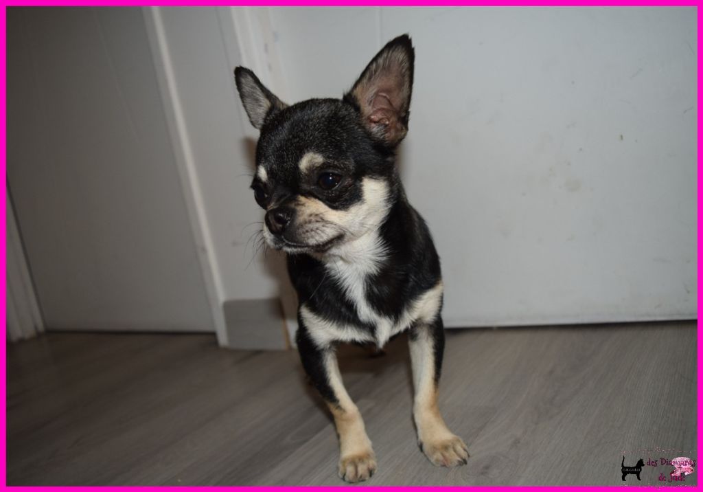 Des Diamants De Jade - Chiot disponible  - Chihuahua