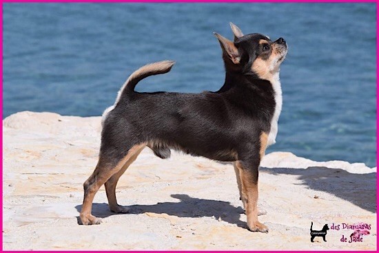 CH. Legend blue Des Ours Gris