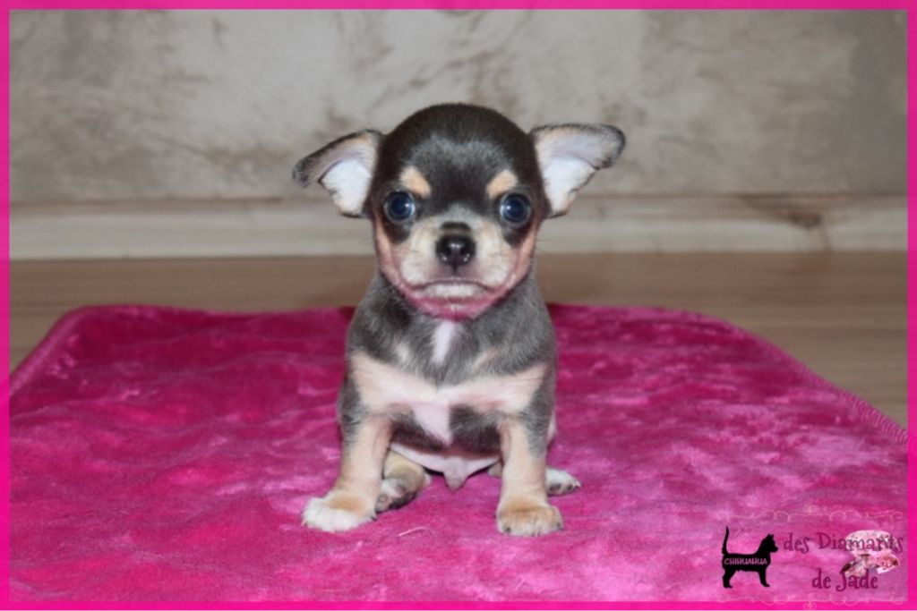 Des Diamants De Jade - Chihuahua - Portée née le 05/05/2019