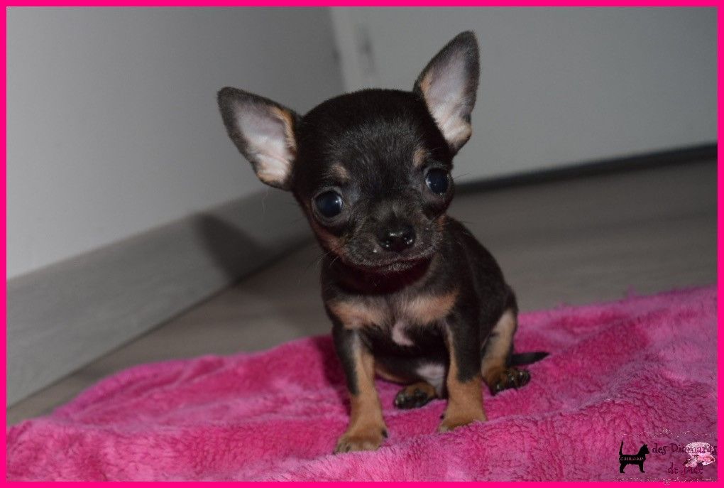 Des Diamants De Jade - Chihuahua - Portée née le 24/11/2022
