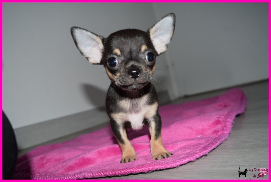 Des Diamants De Jade - Chihuahua - Portée née le 10/02/2023