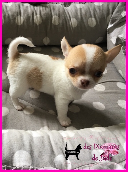 Des Diamants De Jade - Chihuahua - Portée née le 13/08/2016