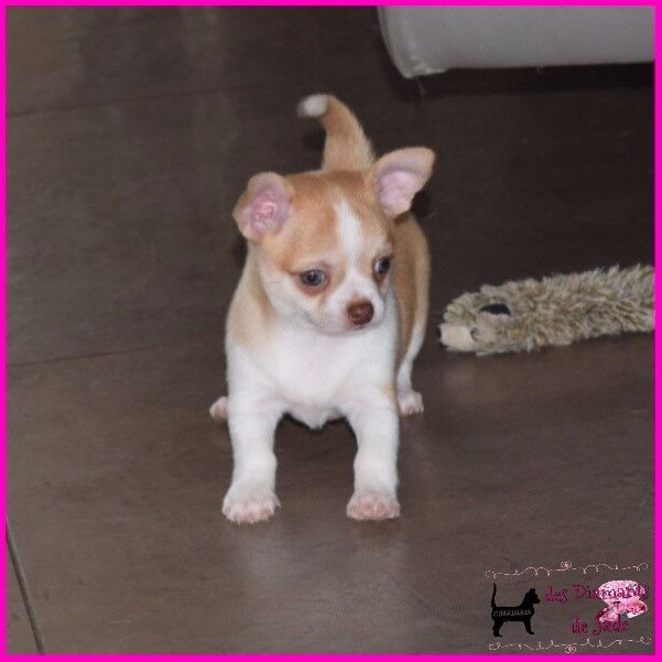 Des Diamants De Jade - Chihuahua - Portée née le 19/08/2017