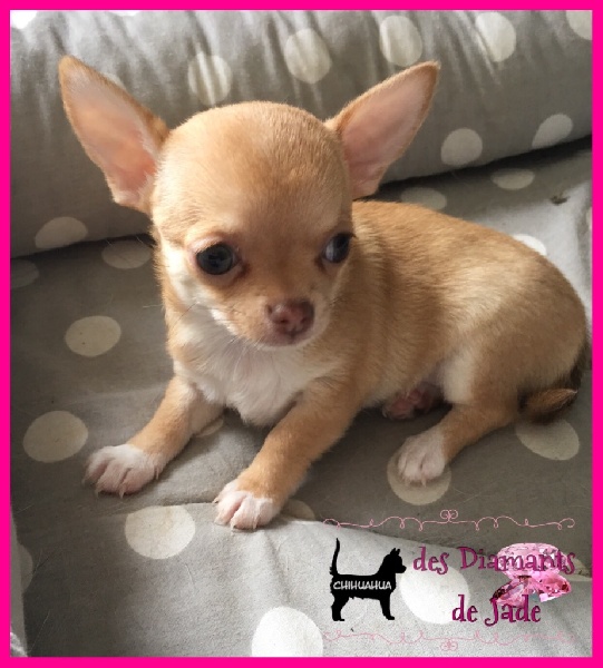 Des Diamants De Jade - Chihuahua - Portée née le 13/08/2016