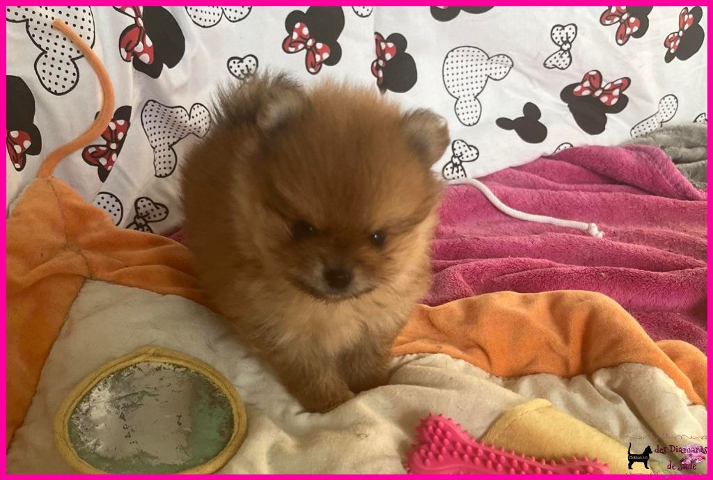 Des Diamants De Jade - Spitz allemand - Portée née le 17/12/2023