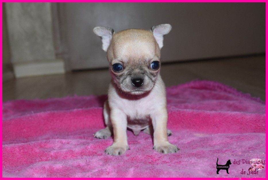 Des Diamants De Jade - Chihuahua - Portée née le 06/02/2021