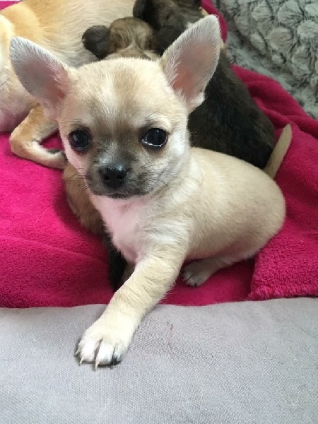 Des Diamants De Jade - Chihuahua - Portée née le 15/12/2015